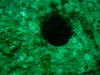 Porthole on the Bremen. march 2005