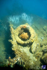 Tottori Maru fish hiding in the wreck